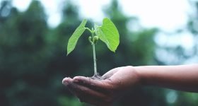 Plant Variety Protection